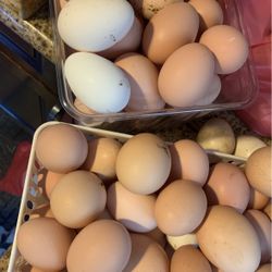 Huevos Orgánicos