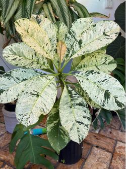 Variegated plumeria