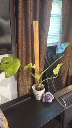 Plant only