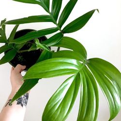 RARE Rhaphidophora Decursiva Indoor House Plant  In 4” Pot