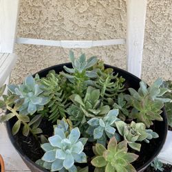 Succulents For Sale. Different Size N Price
