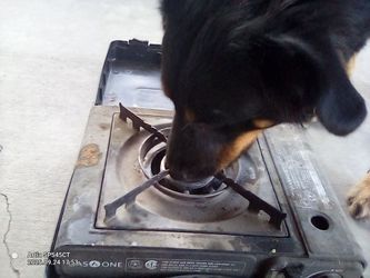 Portable stove plus gas