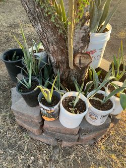 Summer Deals Aren’t Over (Plants)