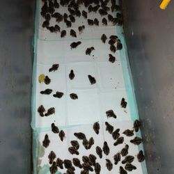 Coturnix Quail Chicks