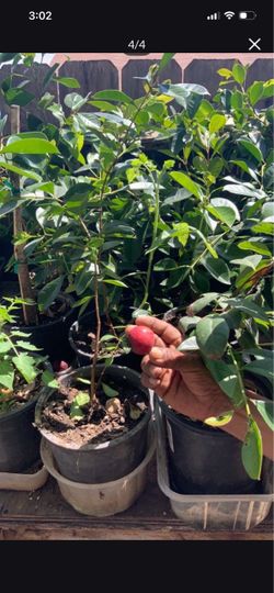 Planta de guayaba fresa.    Strawberry guava plant