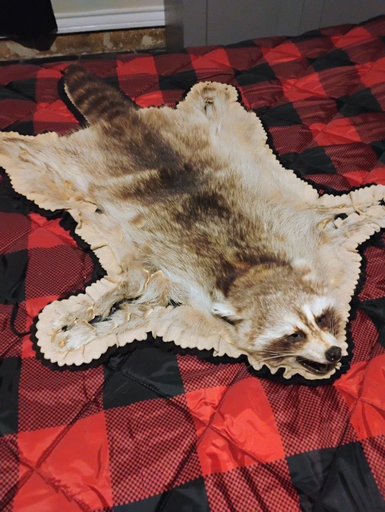 Raccoon Vintage Taxidermy Rugs