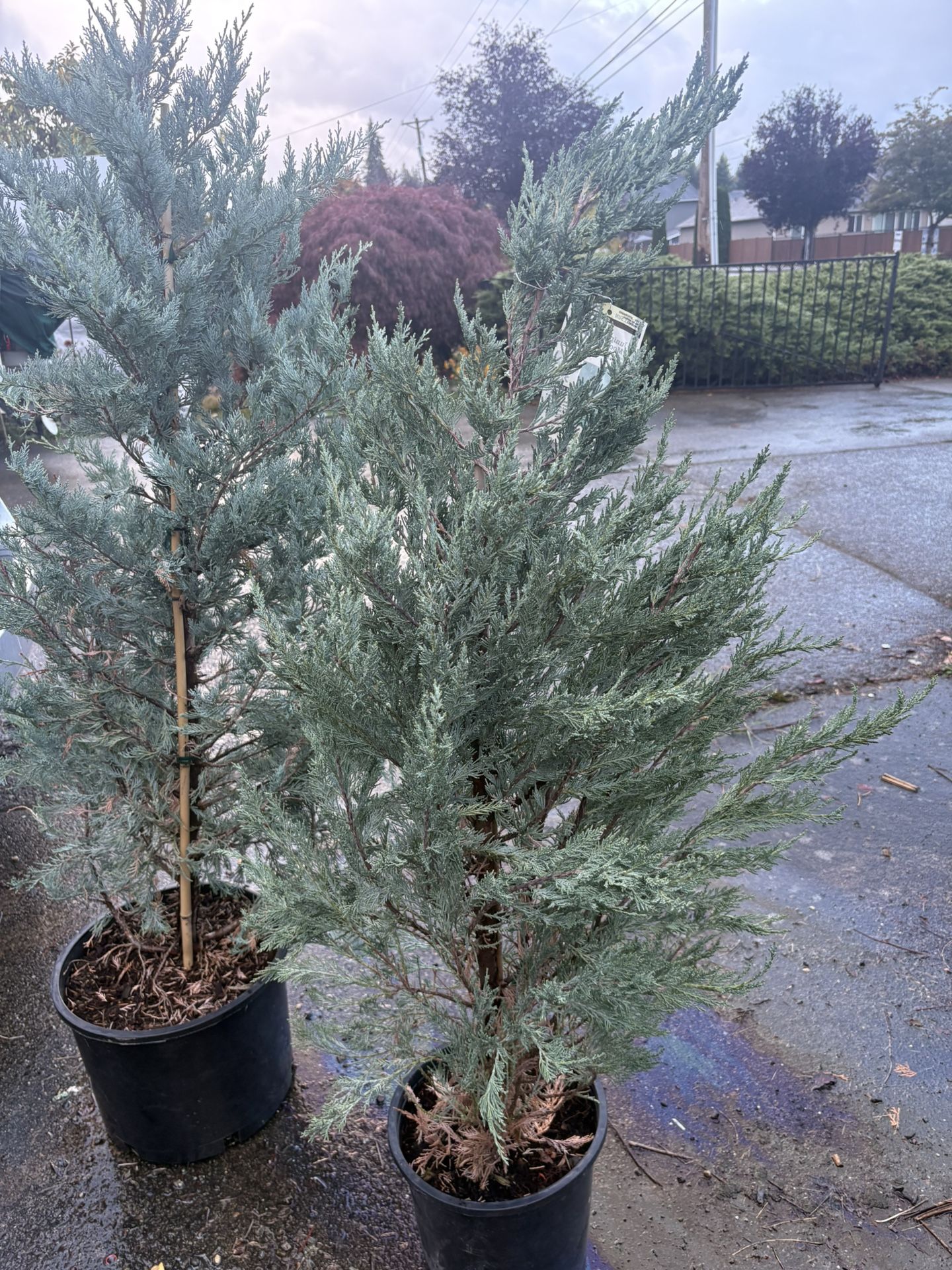 Selling All Together As A Lot For $175