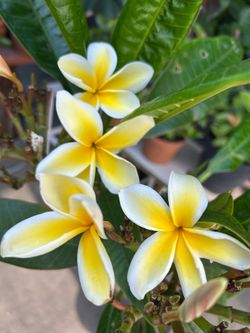 Plants hawaiana