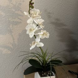 Fake Plant Decoration (MOVING OUT OF STATE)