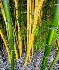 Bamboo