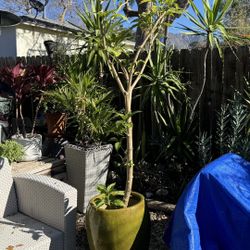 6.5' tall Angels trumpet in large green ceramic planter