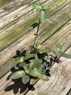 Tradescantia Pale Puma and Callisia Gentlei Variegated Elegans Wandering Striped Inch house plant