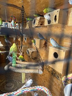 Parakeets (cage)