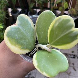 hoya kerri variegated