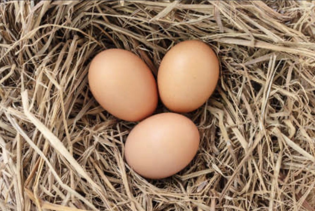 Fresh Organic  Eggs/ Huevos Orgánicos 