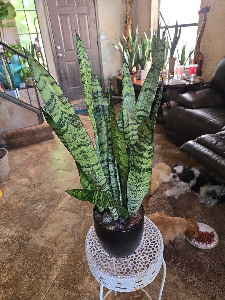 2ft 2in Tall Sansevieria Snake Plant In Black Ceramic Pot With Stones