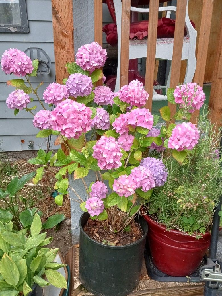 Hydrangeas