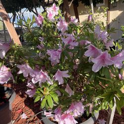 Pink Azalea flowers in 15 gallons pot . Pick up El Monte . Cash only .