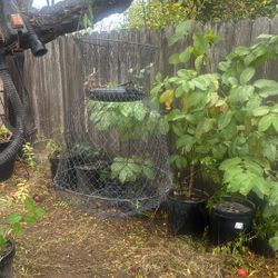 See what others say Fish Basket. For Fishing.