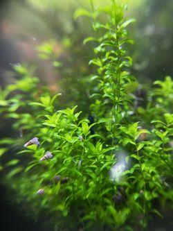 Pearlweed Aquarium Plant (5-6 Stems) 4”-6”