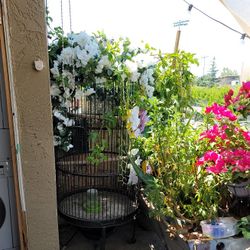 Big Cage