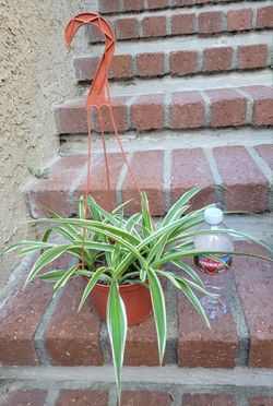 Hanging spider plant