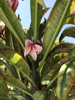 Plumeria clippings