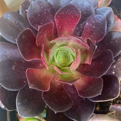 Succulent succulents!!!