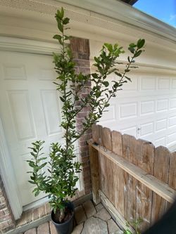 Bay leaf plant.