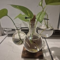 Hydroponic Glass Vase With 4 Rooted Plants