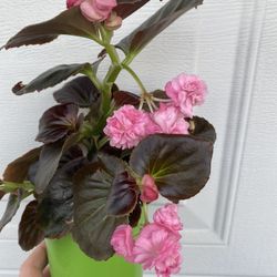 Begonia Double Flowers Shade Plant, In 6 Inch Pot Pick Up Only
