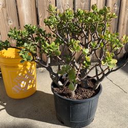 Jade (succulent)