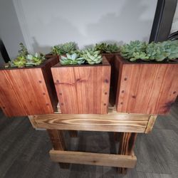 Redwood Succulent Boxes 