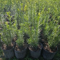 podocarpus cluaias  only  $14 planted  same day 30 or more all sizes available 