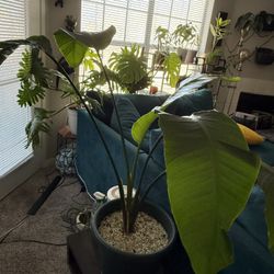 Large White Bird Of Paradise