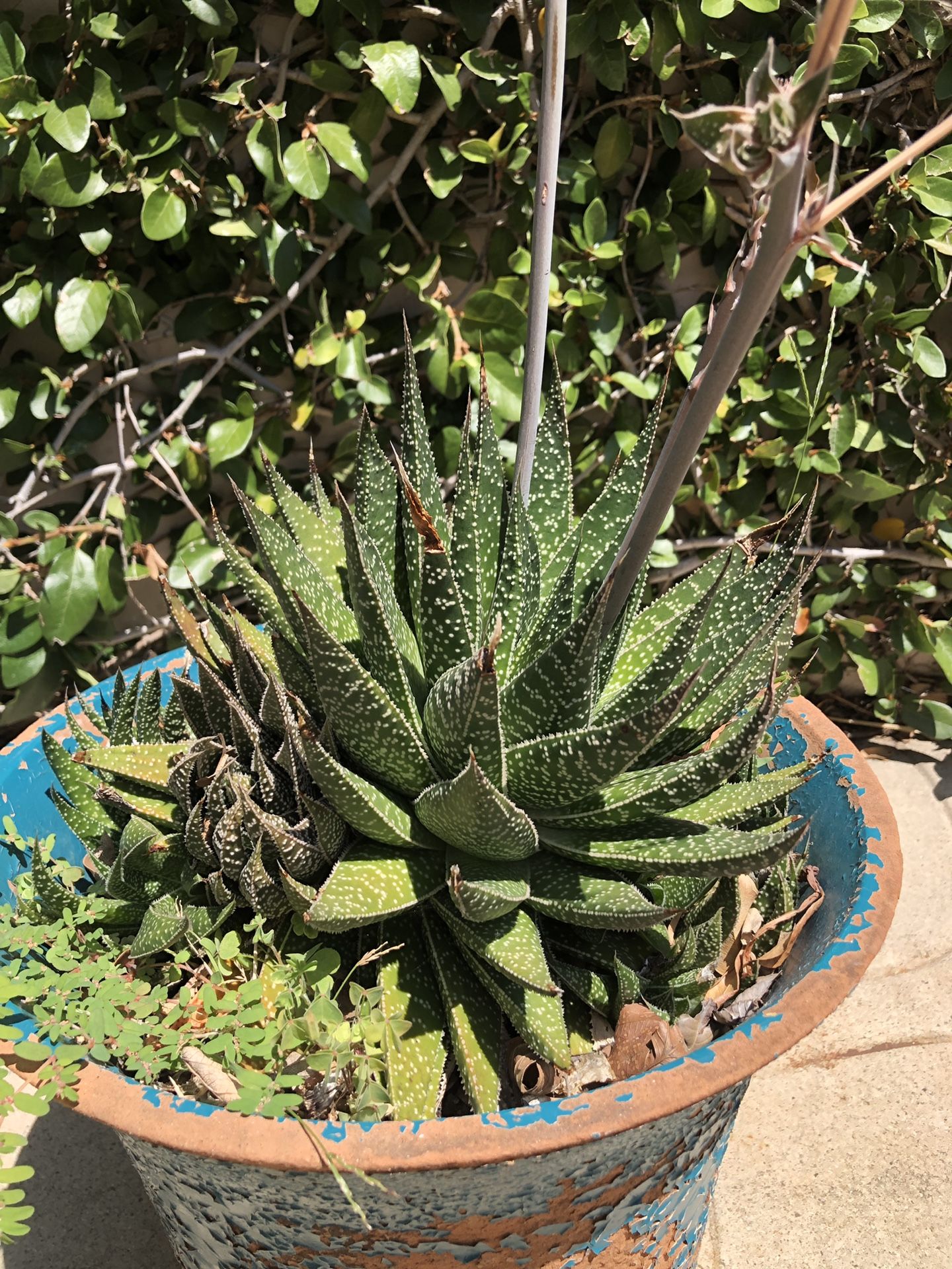 Potted cactus - approx 3’