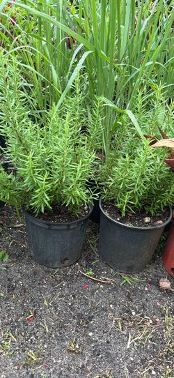 Rosemary