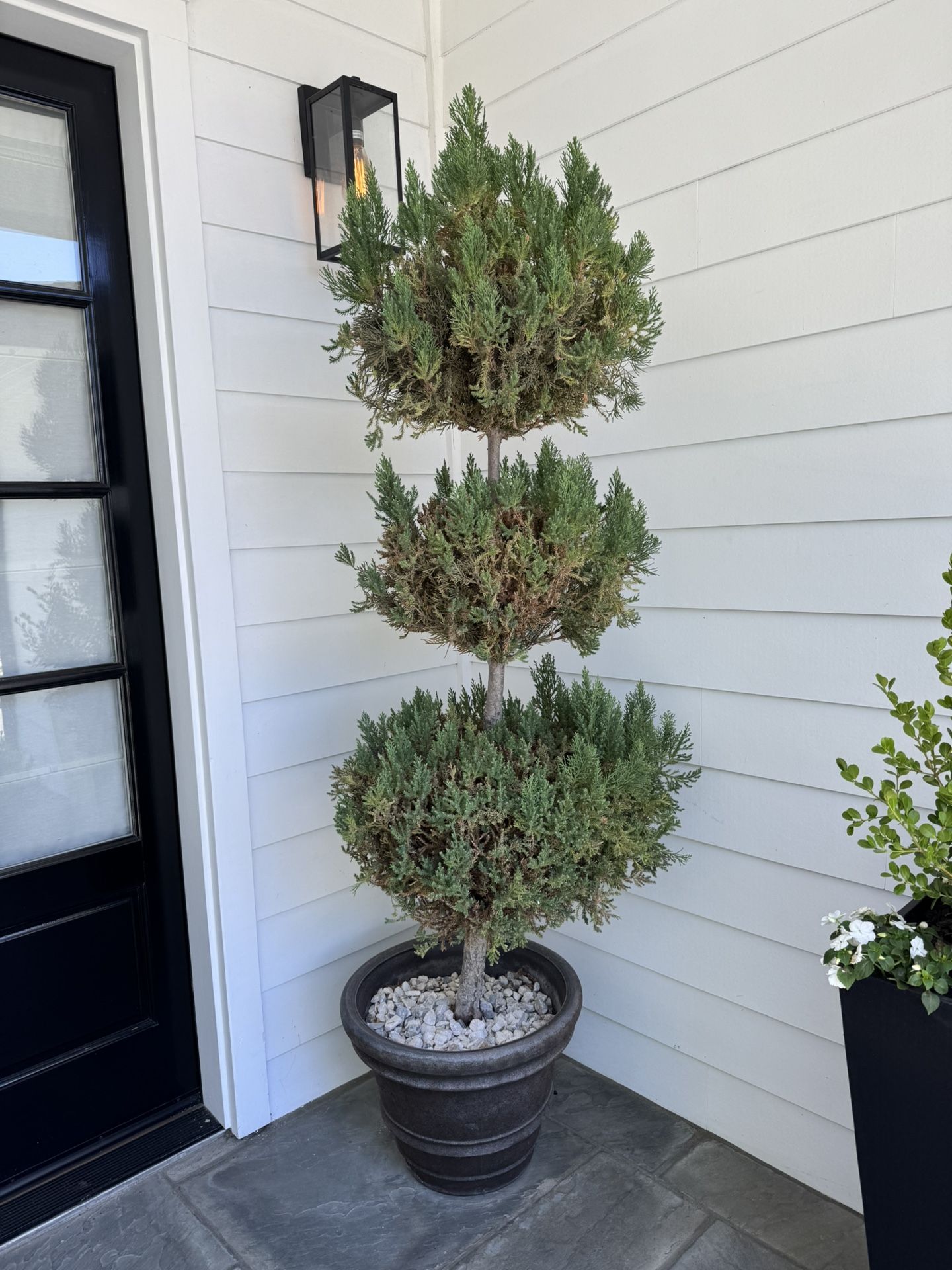 Potted Front Door Plants