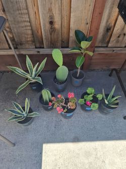 Plants