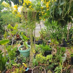 Beautiful Long Pearl String In Hanging Pot, Blooming Flowers Now 