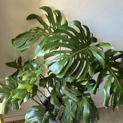 Mature Monstera 