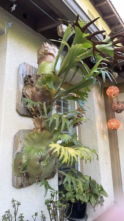 Staghorn Fern