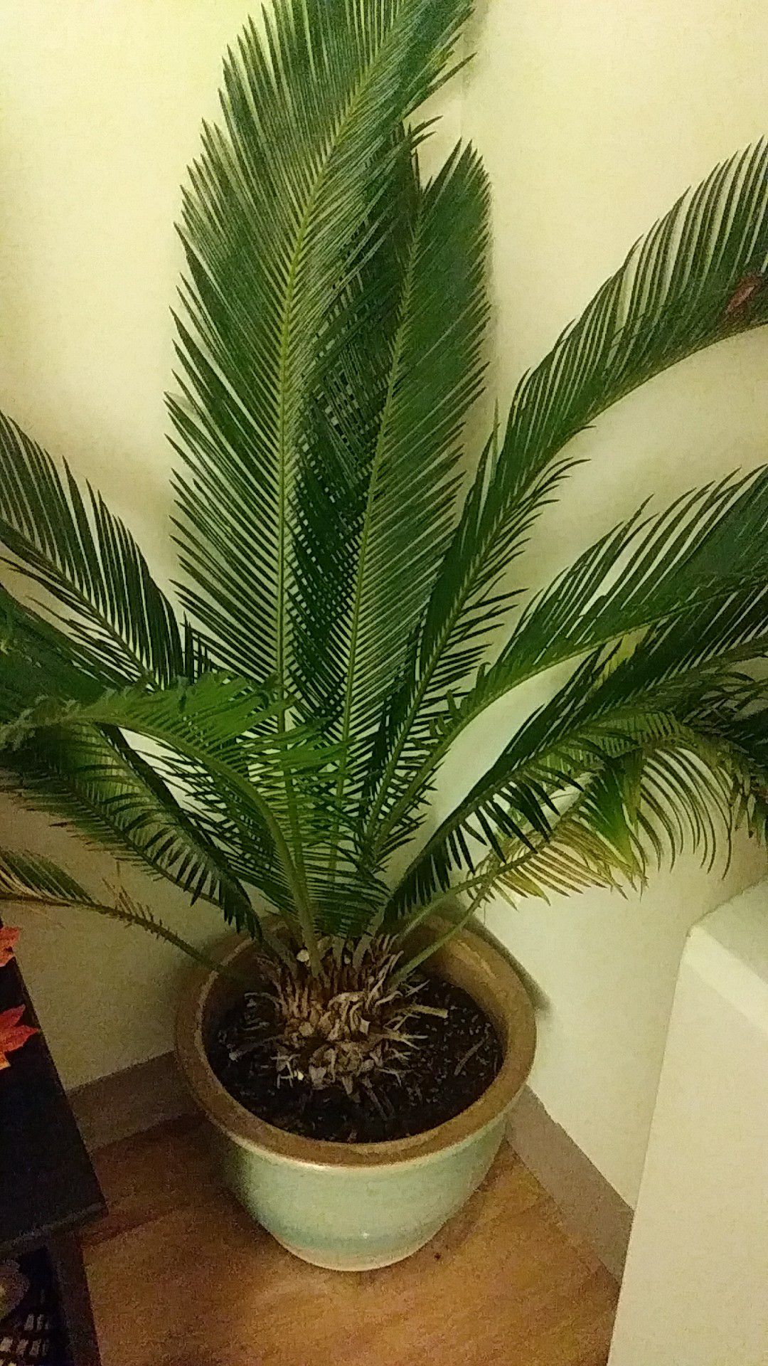 Large fern plant