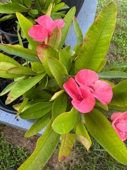 Pink crown of thorns