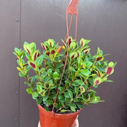 6” shady lady goldfish 