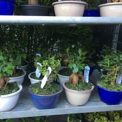 Bonsai In 6” Ceramic Pot. SPECIAL  PRICE !🤩