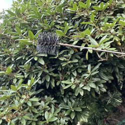 Chimney/ Stove Pipe  Sweep/ Cleaning Brush