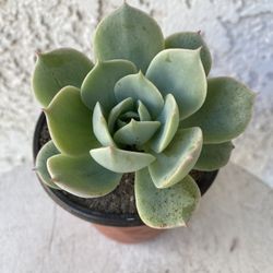 4  Inch Pot Succulent Plant - Echeveria Secunda  - Blue Echeveria - Rooted & Established- Drought Resistant - 🪴