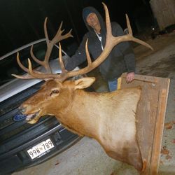 Elk Head And Shoulders 