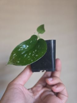 Plant